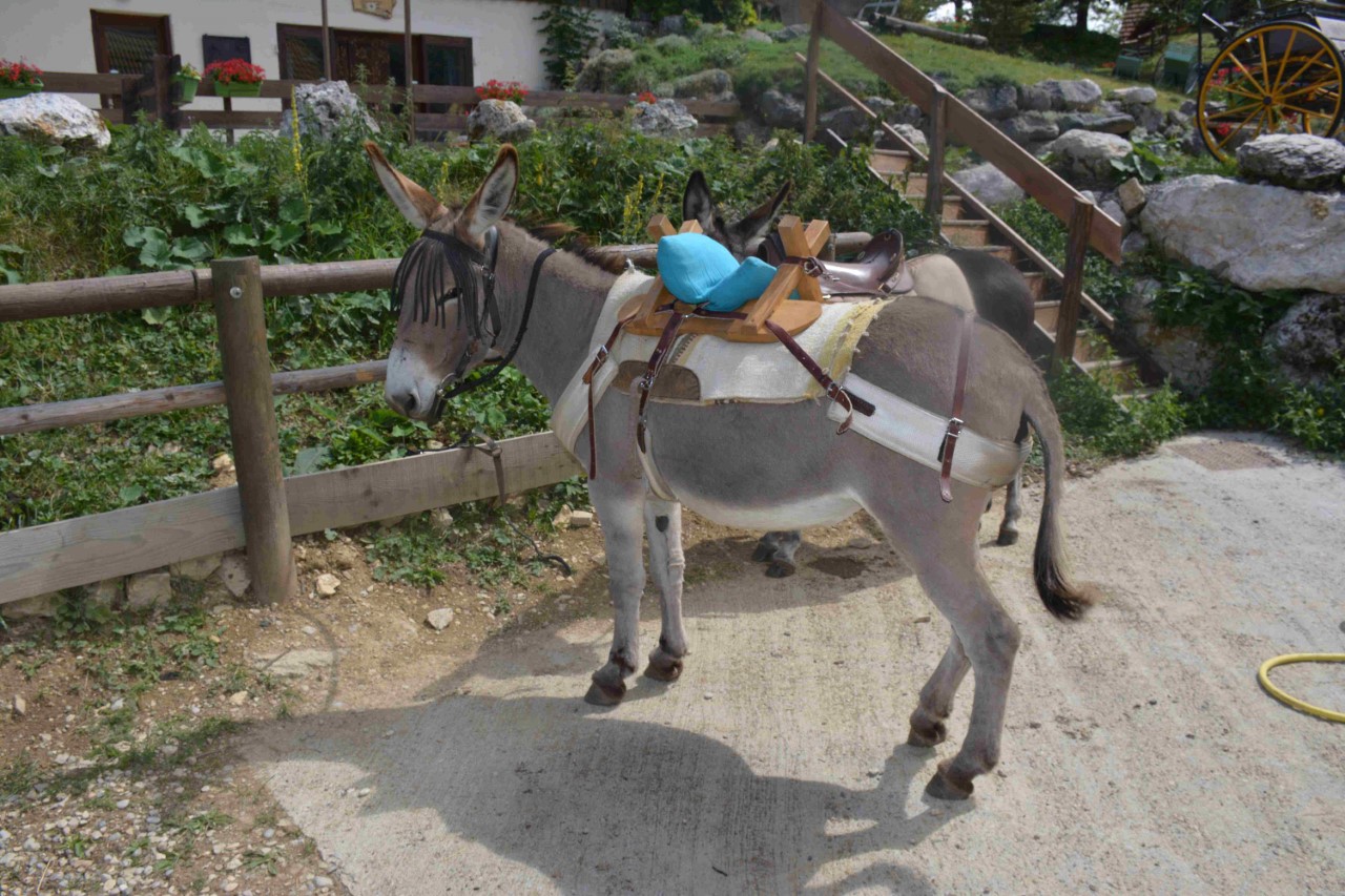 thumbnail_location d'anes